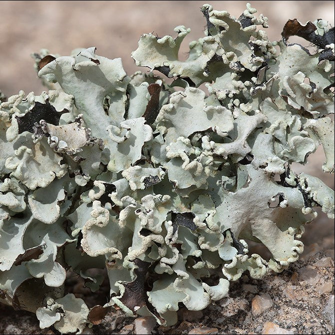 Stone Flower | छड़ीला | पत्थर फूल | डगड़ फूल